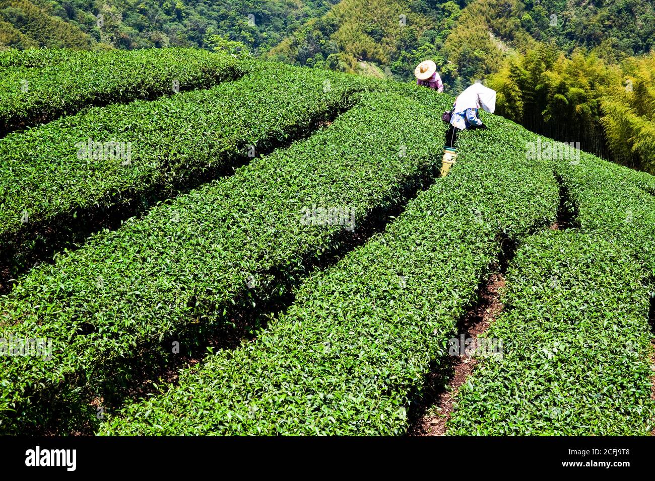 farmer picking tea leaves in a tea plantation of Taiwan. Stock Photo