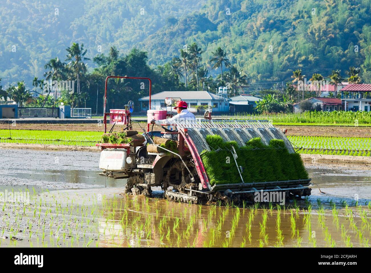 Farmers use transplant rice seedlings machine in the paddy field. Stock Photo