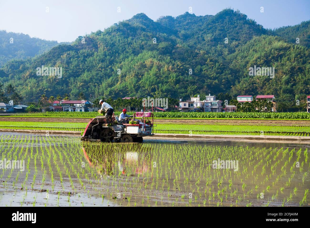 Farmers use transplant rice seedlings machine in the paddy field. Stock Photo