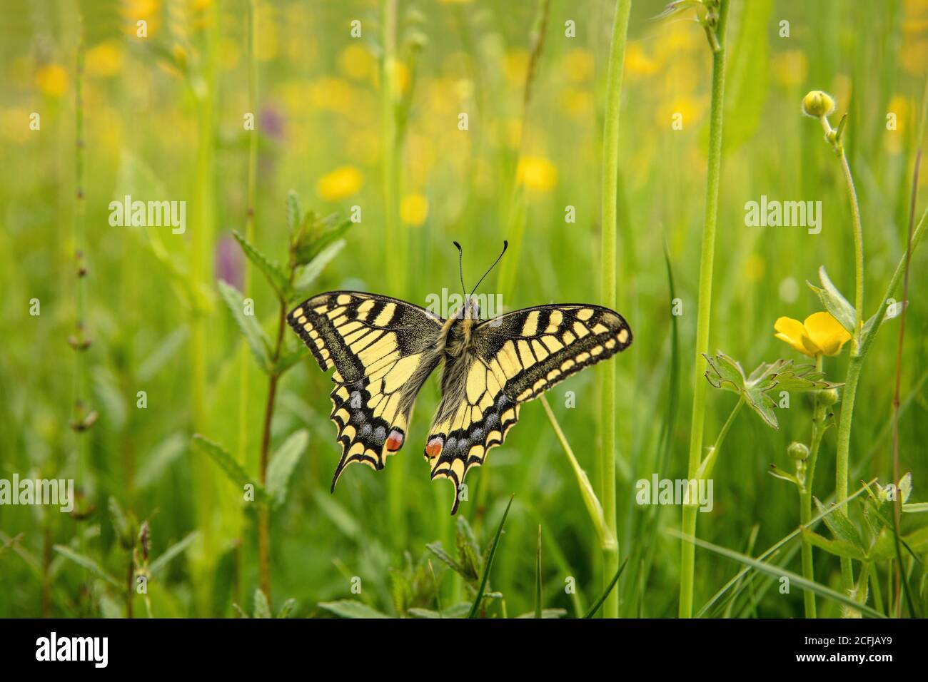 The Netherlands, Schimmert. Spring. Flowers. Old World swallowtail (Apilio machaon) on buttercup plant. Stock Photo