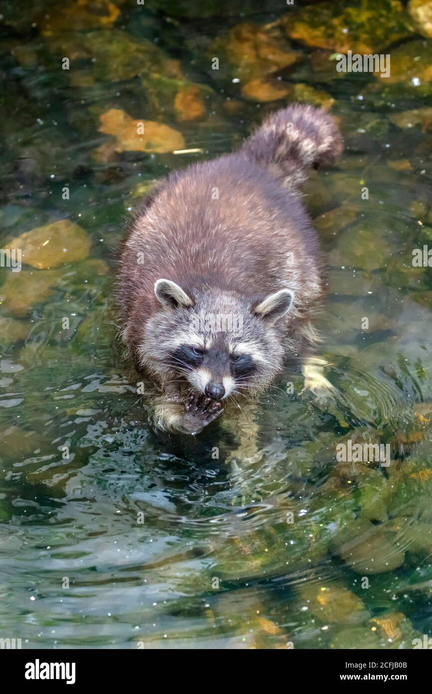 The Netherlands, Kerkrade, GaiaZoo, Northern Raccoon (Procyon lotor) in pool looking for food. Stock Photo