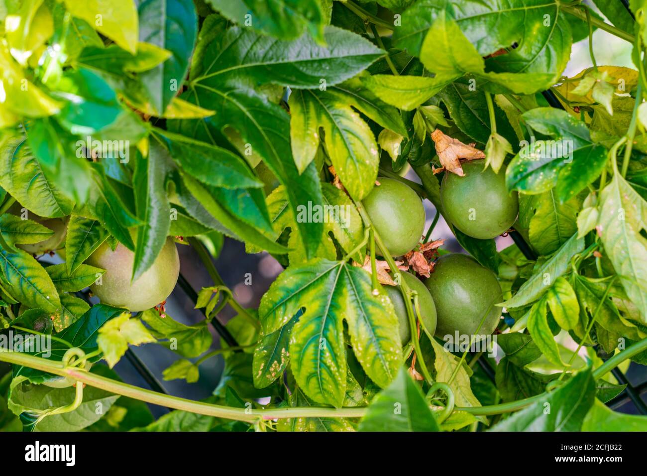 Passion fruit in plant Stock Photo