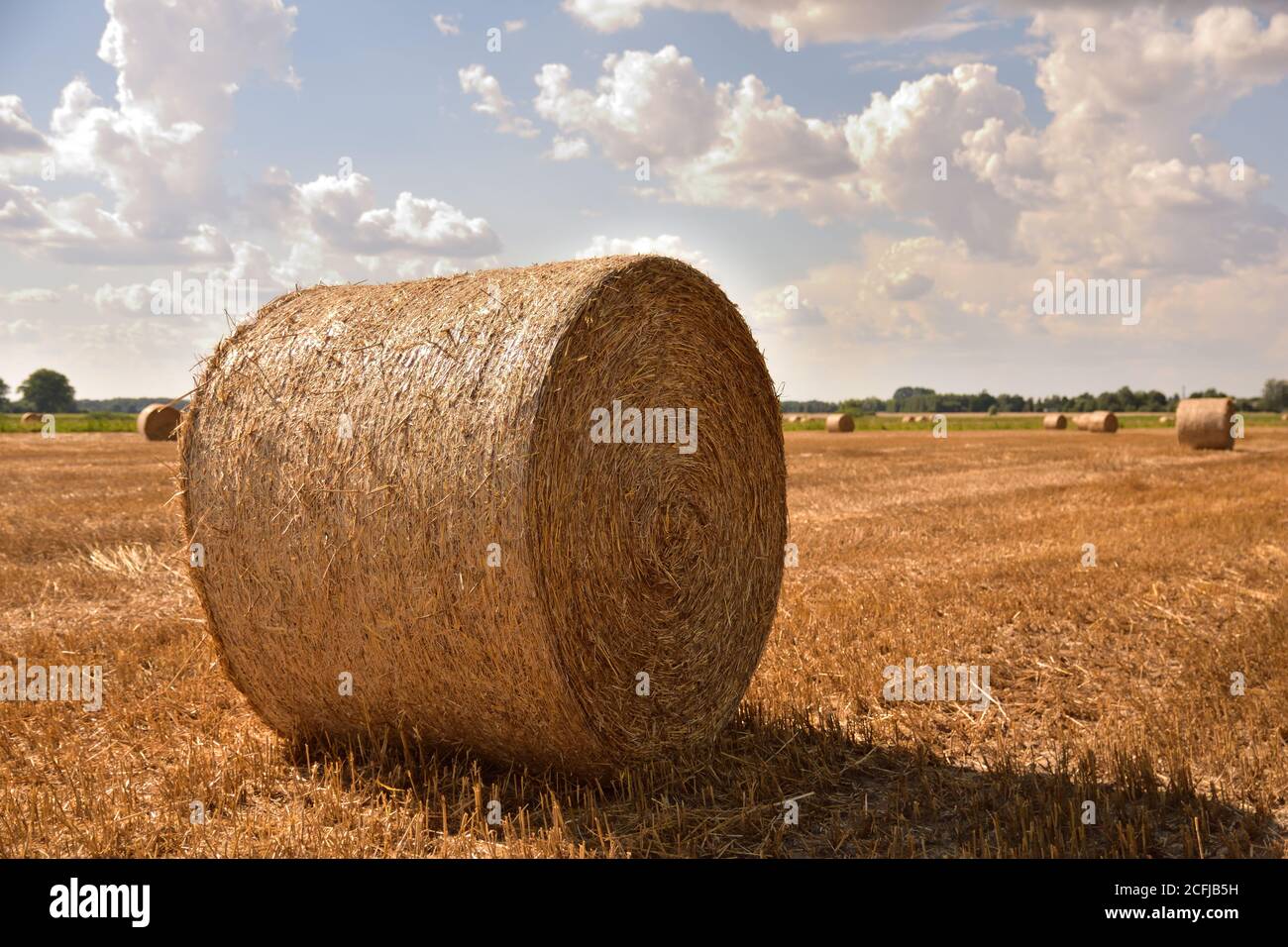 Bales of straw after harvest in stubble under a blue sky and white ...
