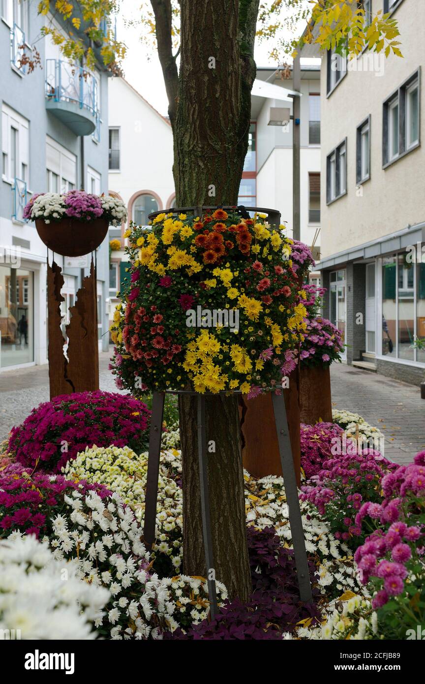 Chrysanthema is the name of a festival with flowers and chrysanthemums that takes place regularly in October and November in downtown Lahr. Stock Photo