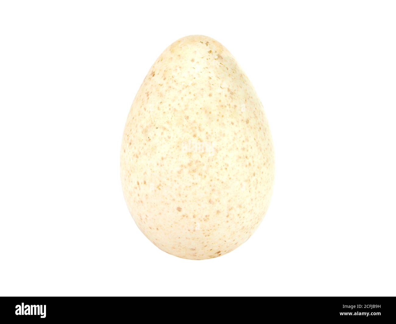 Single turkey egg isolated on a white Stock Photo