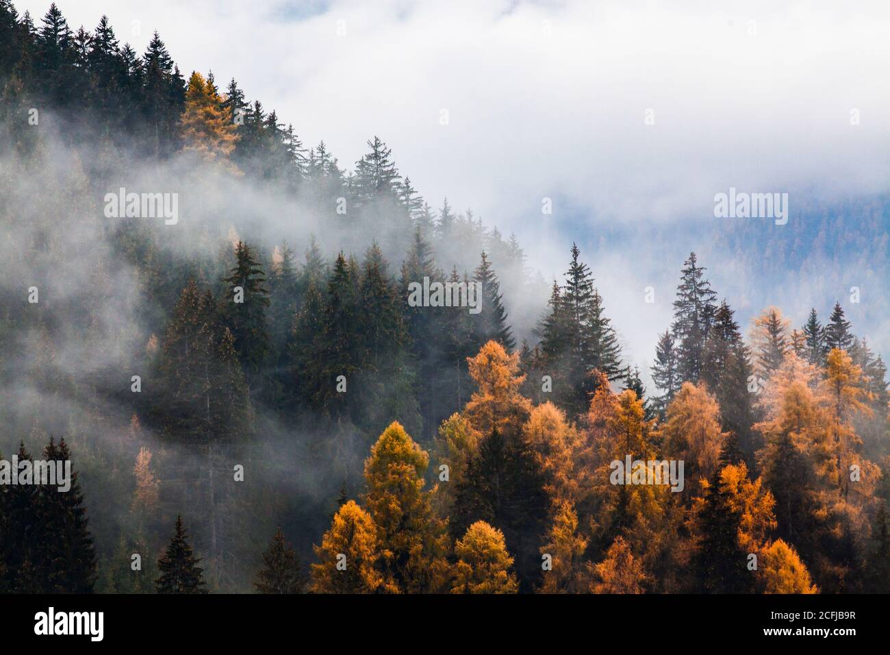 autumn nature background forest in fog Stock Photo - Alamy