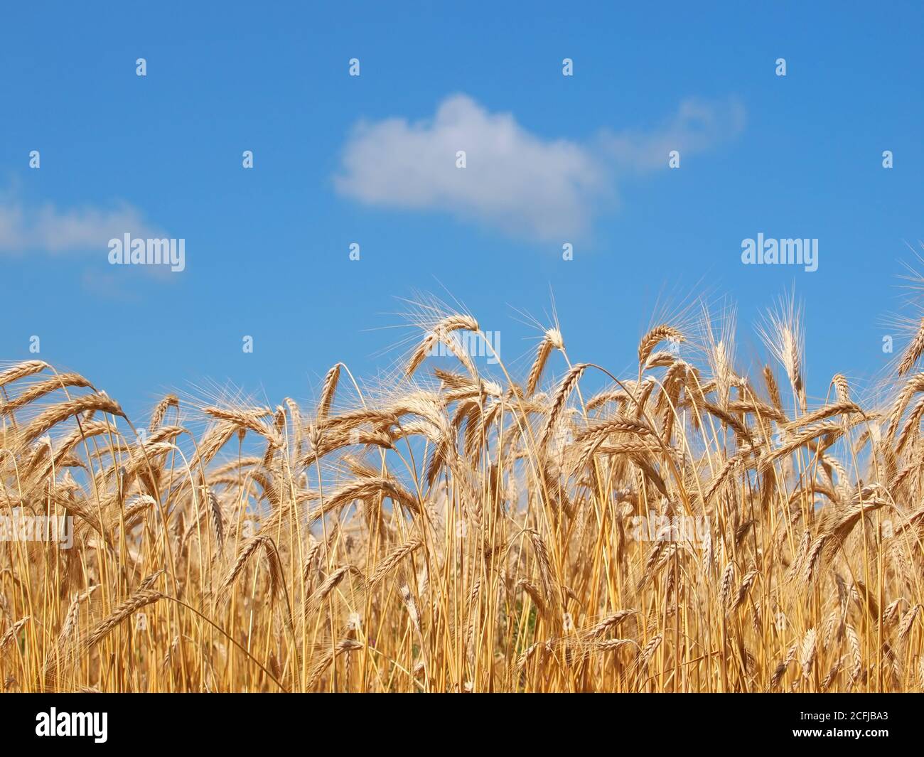 Wheat ears on a field under blue sky and clouds Stock Photo - Alamy