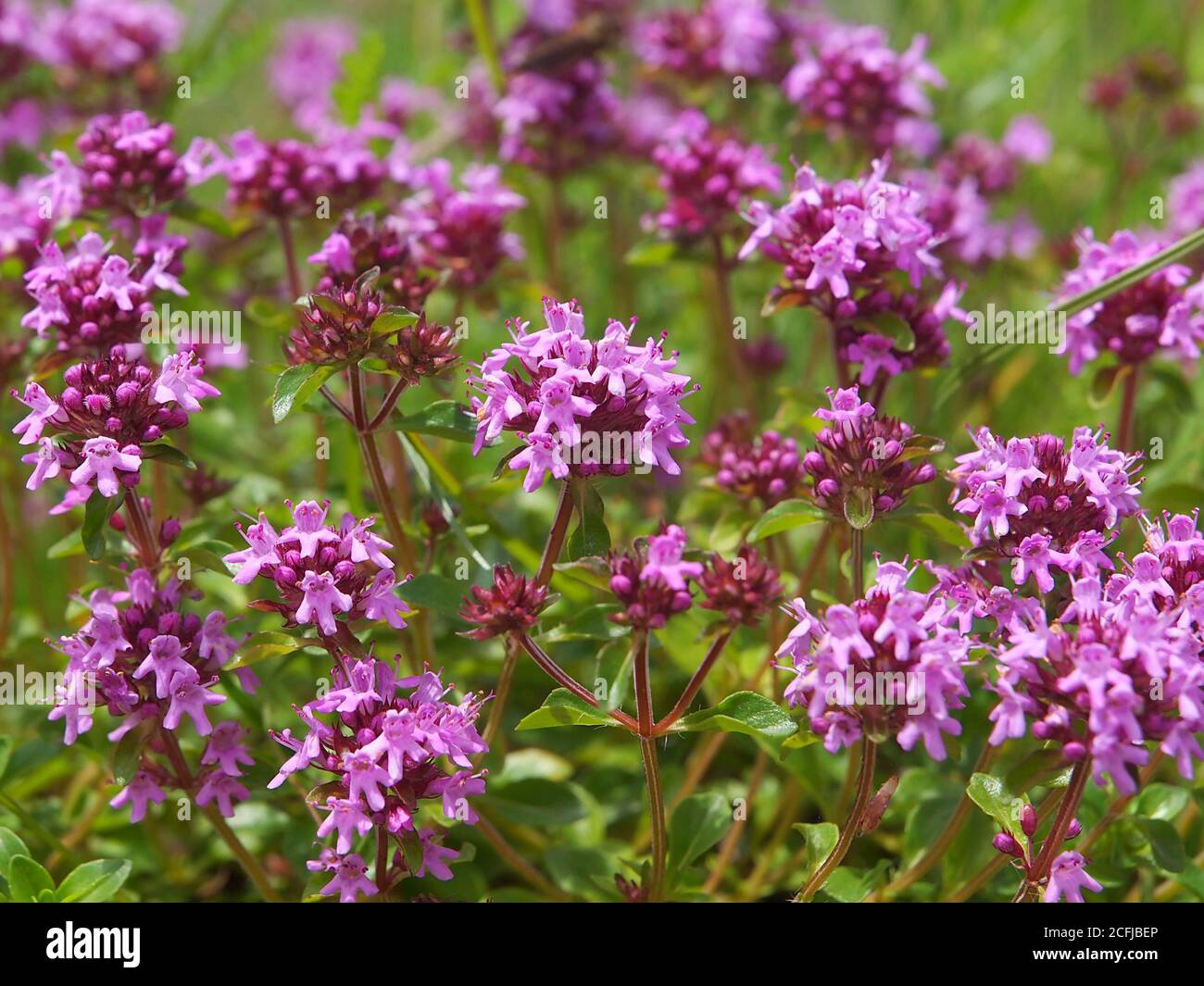 Purple flowers of Breckland thyme, Thymus serpyllum Stock Photo Alamy