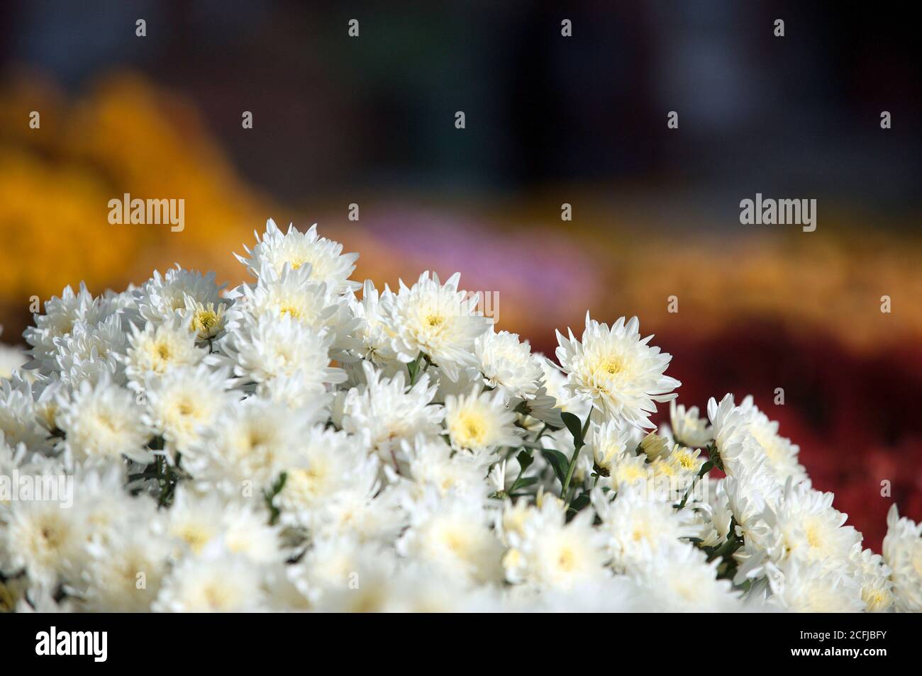 Chrysanthema is the name of a festival with flowers and chrysanthemums that takes place regularly in October and November in downtown Lahr. Stock Photo