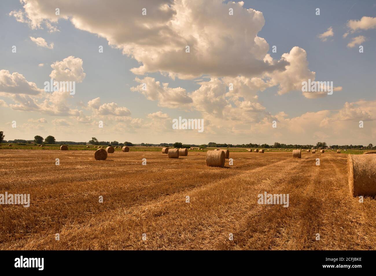 Bales of straw after harvest in stubble under a blue sky and white ...