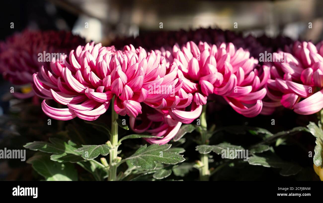 Chrysanthema is the name of a festival with flowers and chrysanthemums that takes place regularly in October and November in downtown Lahr. Stock Photo