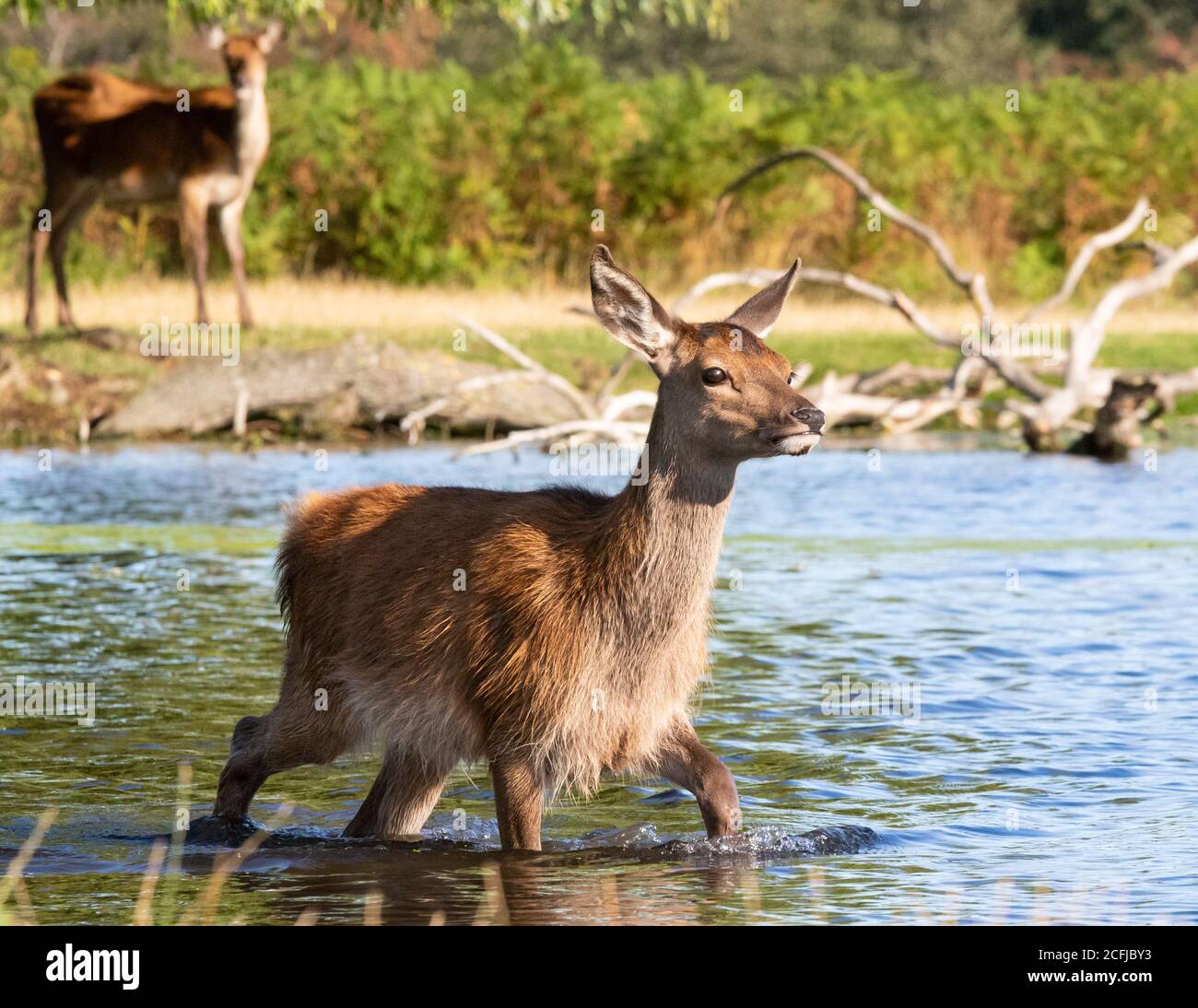 An alert young red deer wades knee-deep in the cooling waters of a lake in Bushy Park, West London, during the height of summer Stock Photo