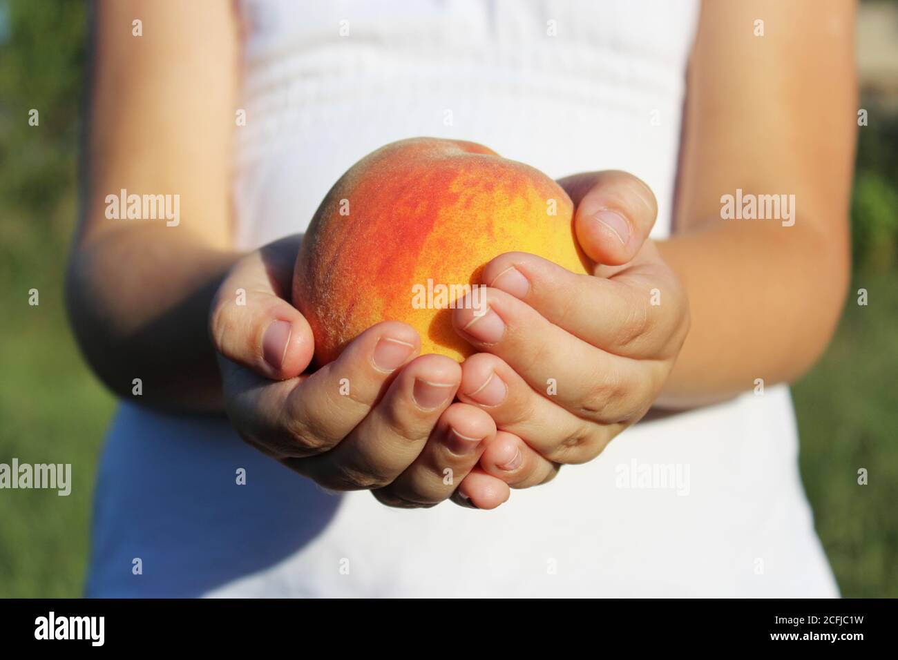 Peach Young Fruit Garden High Resolution Stock Photography and 