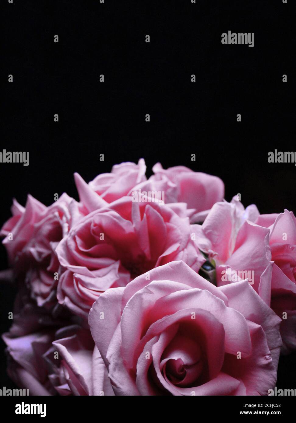 Happy Roses Vs Sad Roses Sad roses hi-res stock photography and images - Alamy