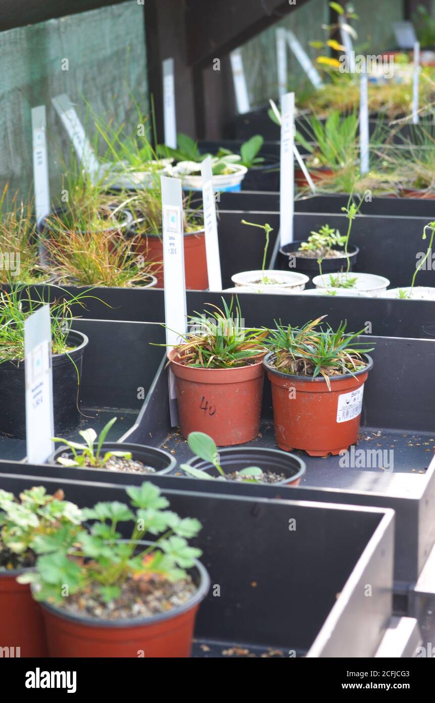 Various plants in small flower pots for sale Stock Photo Alamy
