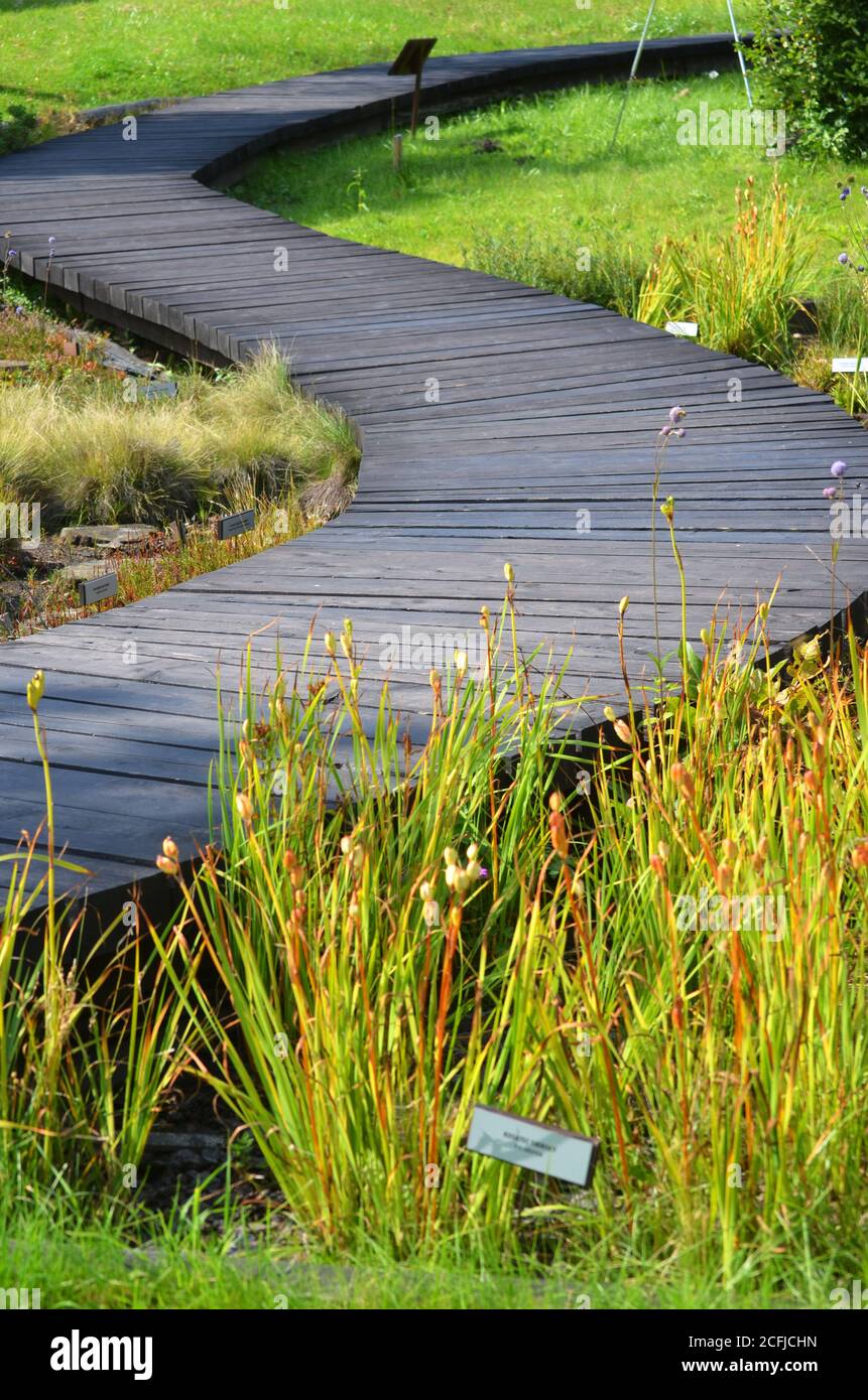 Curved wooden path with plants and grass growing around in botanical garden Stock Photo