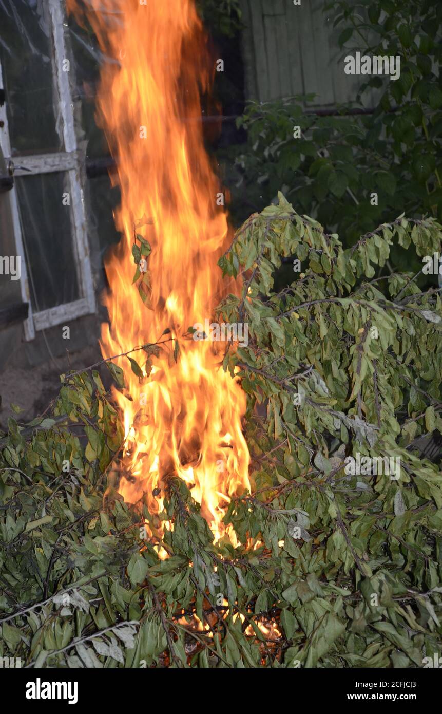 Burning wood in forest hi-res stock photography and images - Alamy