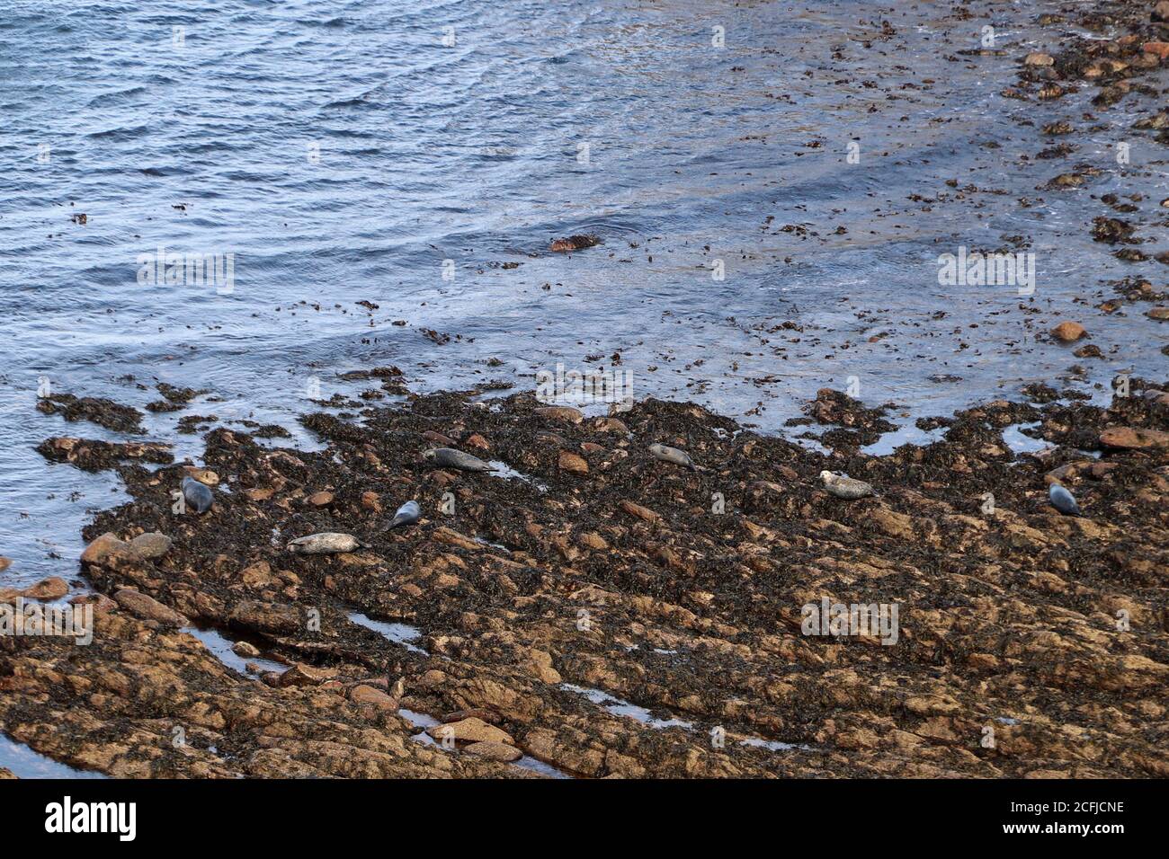 Camouflaged common seals hauled out on rocks, Brough, North of Scotland Stock Photo