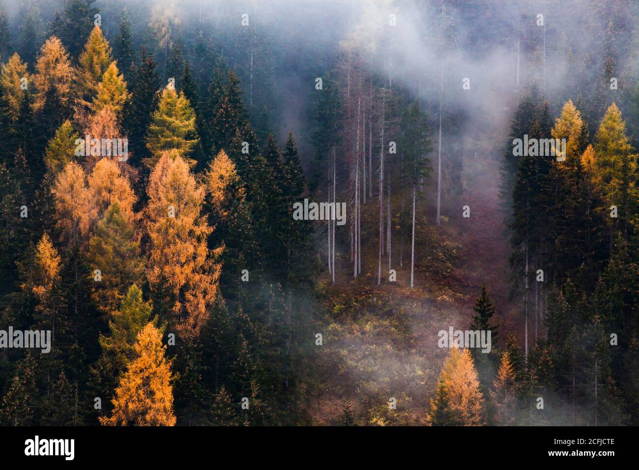 autumn nature background forest in fog Stock Photo - Alamy