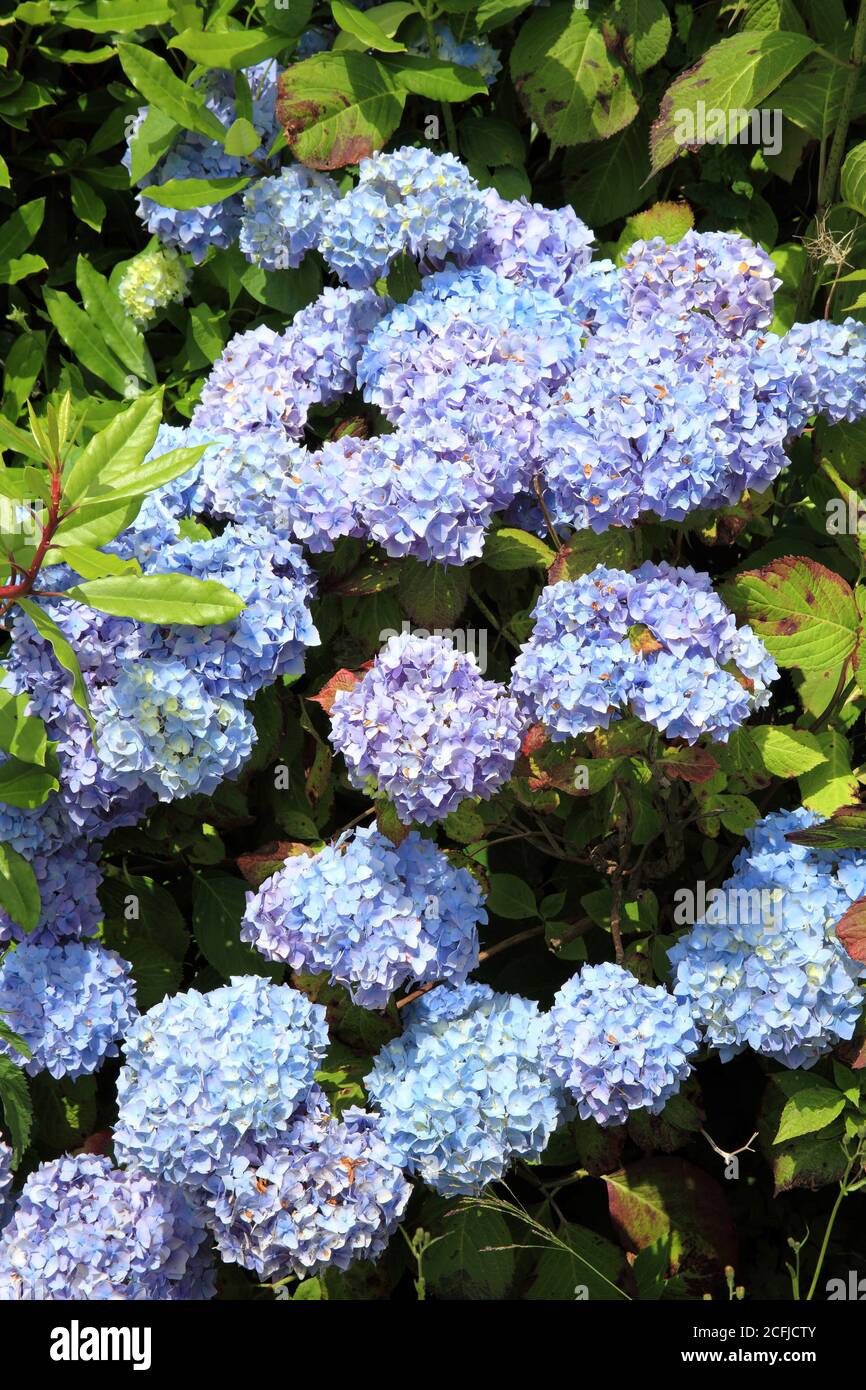 Hydrangea shrub in full flower blossom which is a spring and summer flowering perennial herbaceous plant stock photo image Stock Photo