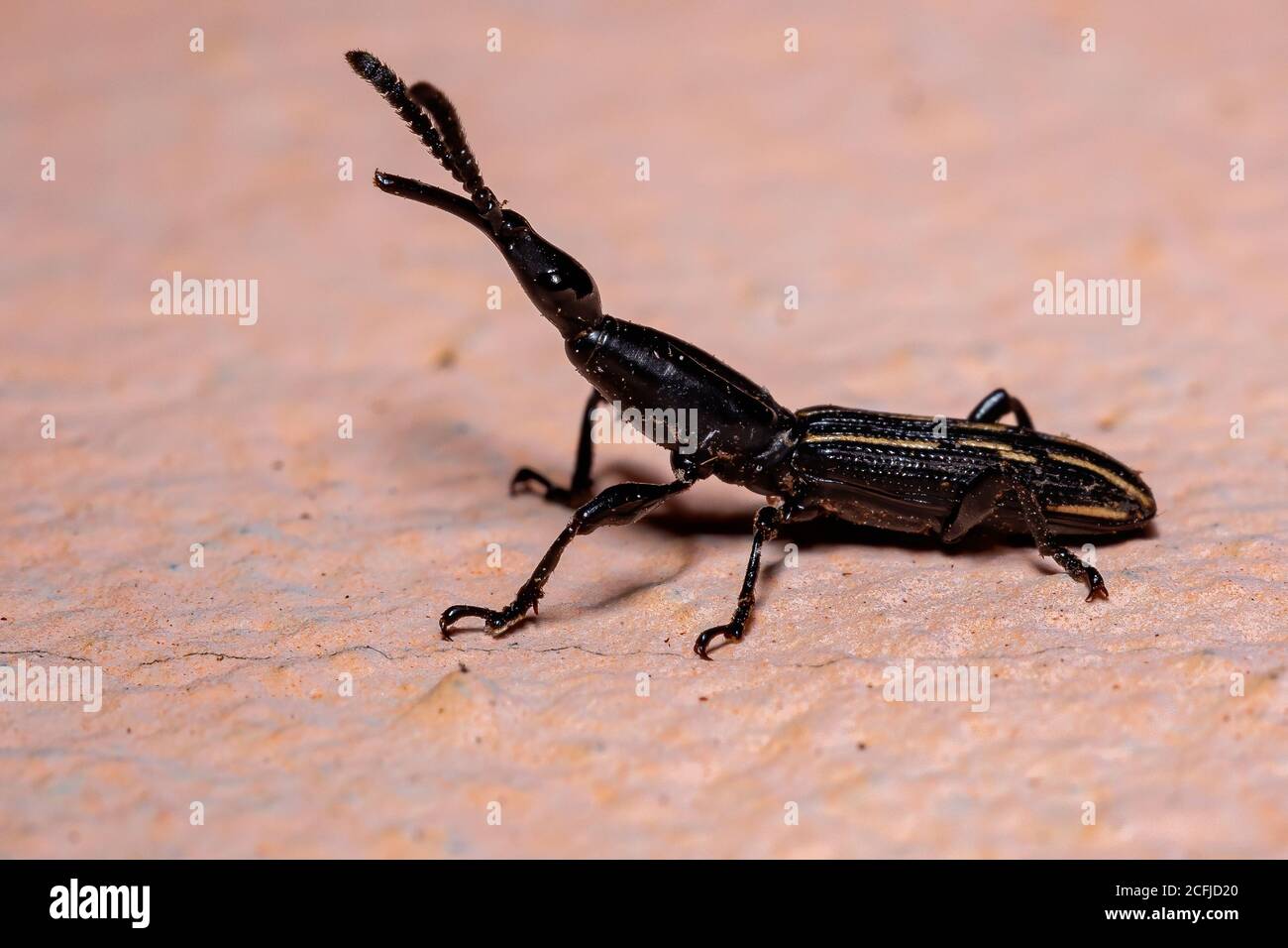 Straight-snouted Weevil of the Genus Brentus Stock Photo