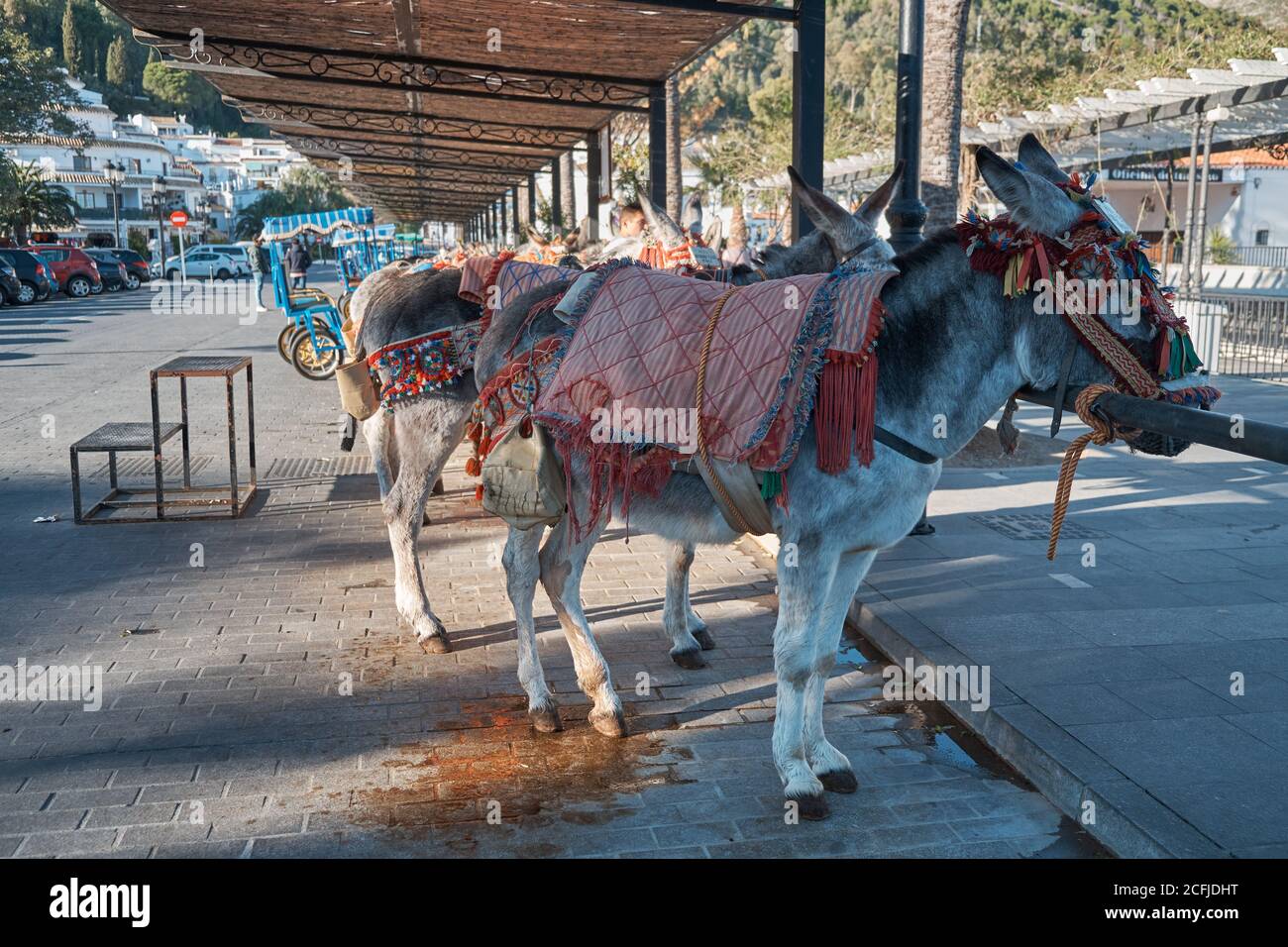 Donkeys - Burro Taxi. Mijas, Málaga province, Andalusia, Spain. Stock Photo