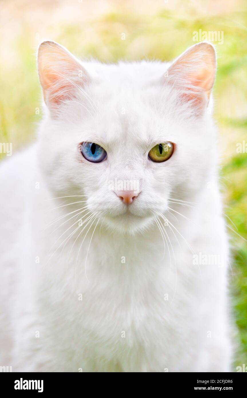 Cat with different surprises colored eyes portrait Stock Photo