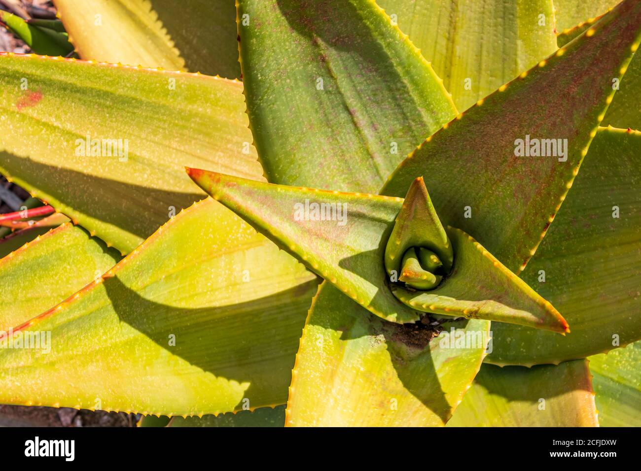 Aloe Vera cactus plant in Cape Town, South Africa. Stock Photo
