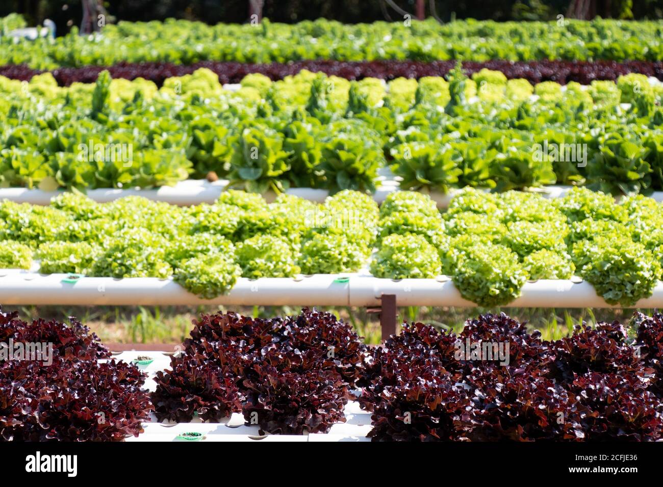 Red and green leaf lettuce farm that plant as hydroponics method Stock