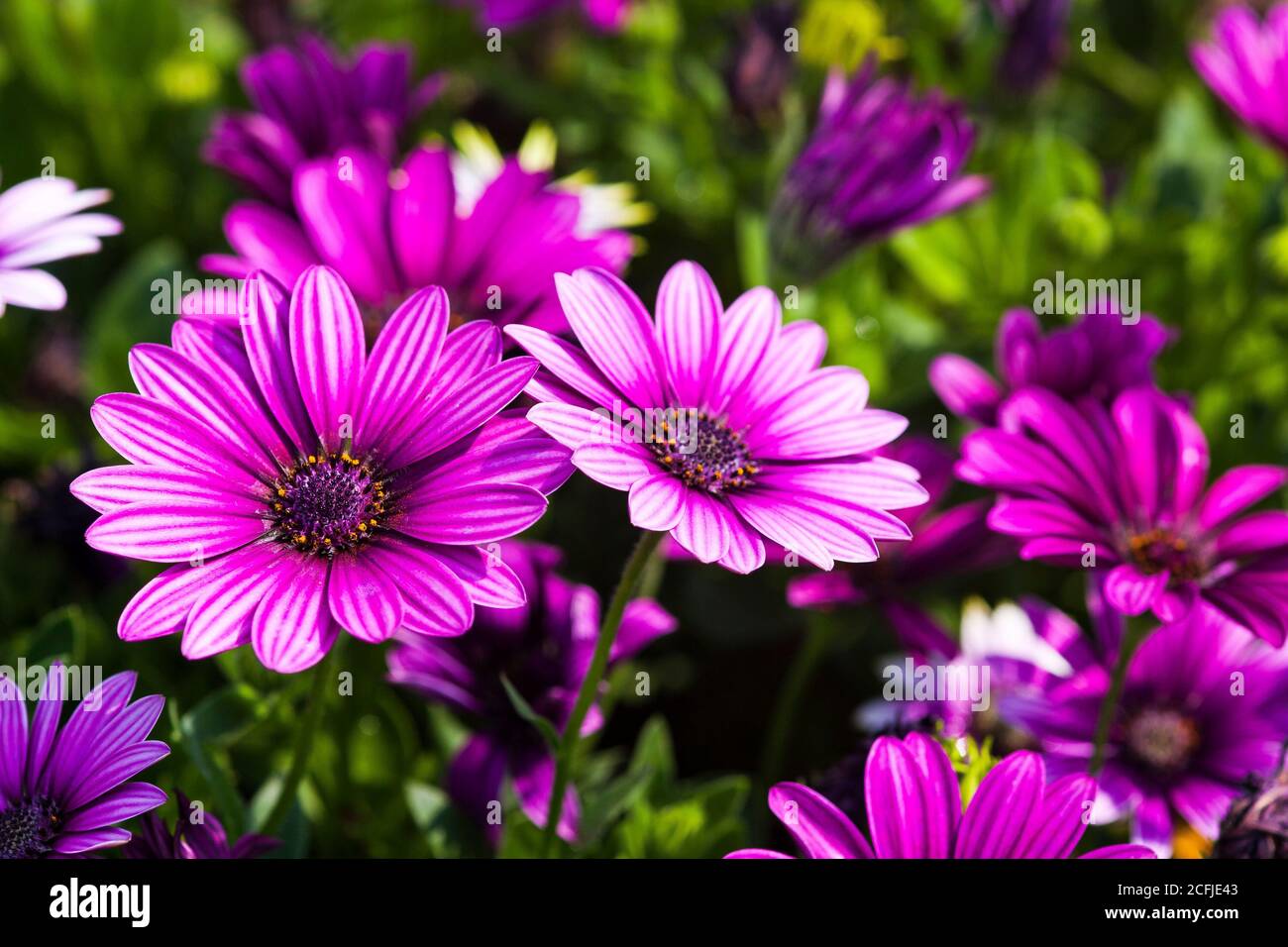 Daisy flowers with a dewdrop in the leaves, outdoor garden. Stock Photo