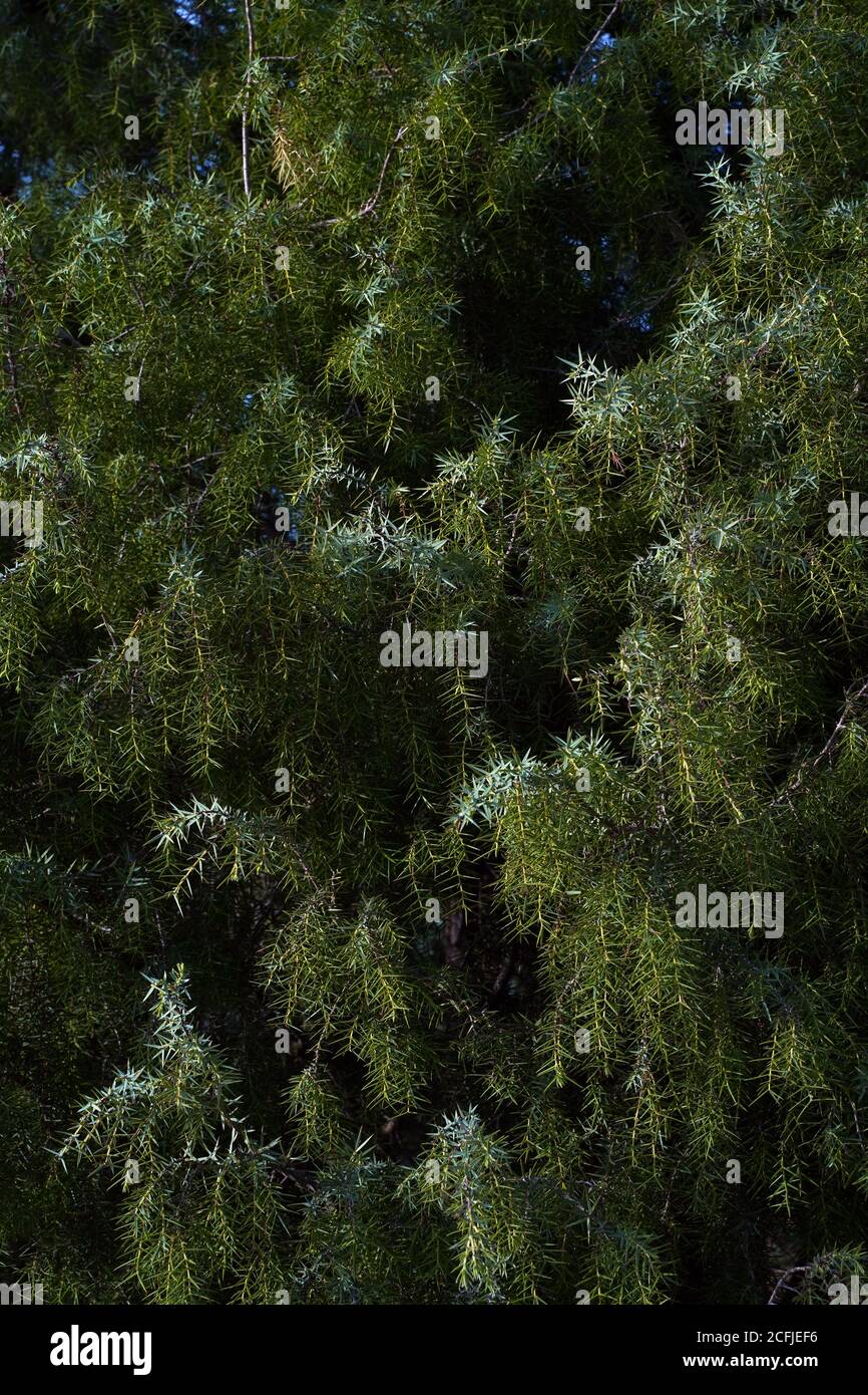 Mediterranean Tree in Summer forest Stock Photo - Alamy