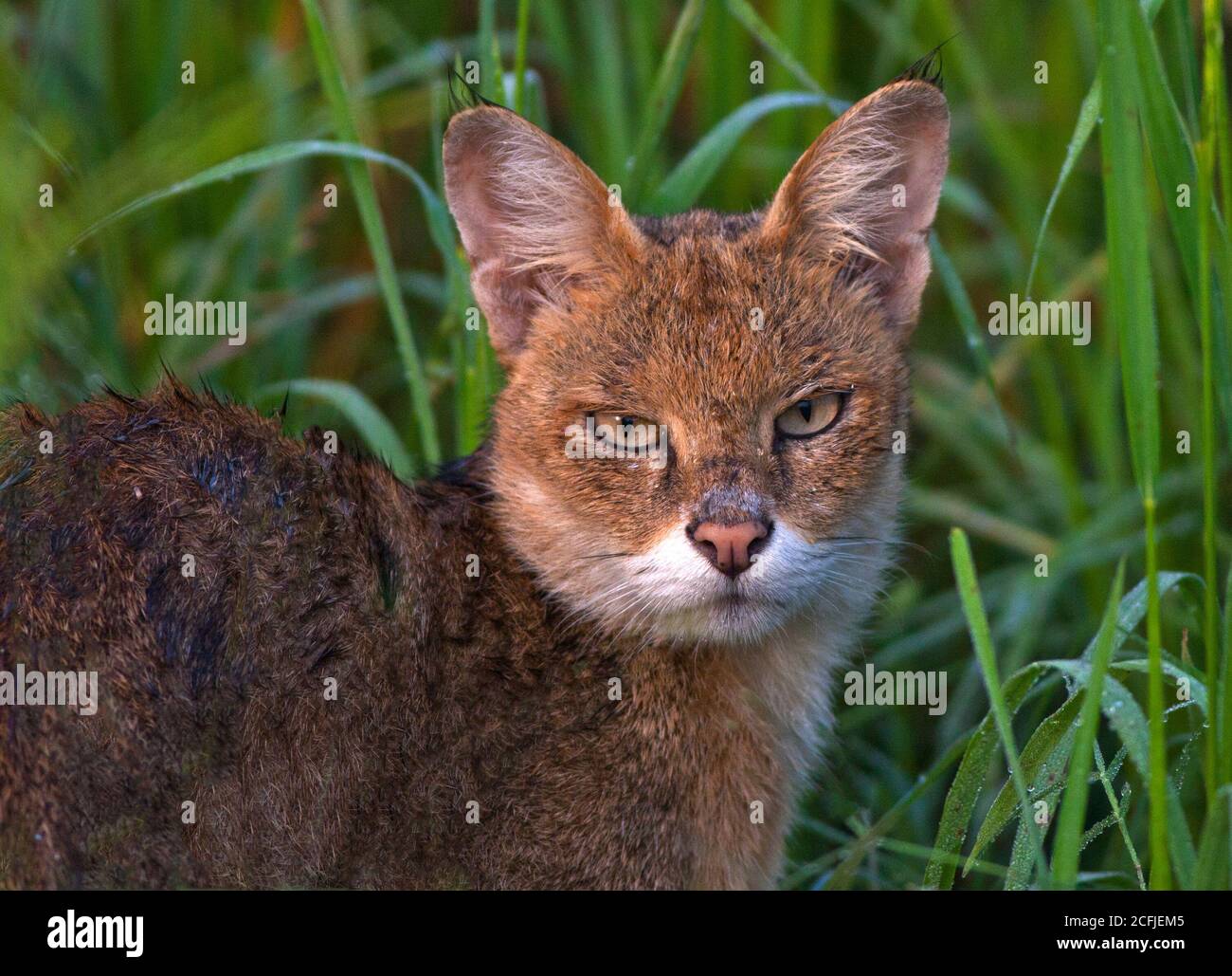 jungle cat in wildlife Stock Photo Alamy