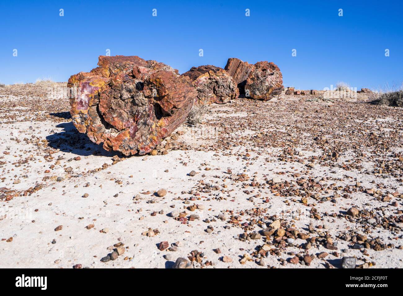 American petrified forest hi-res stock photography and images - Alamy