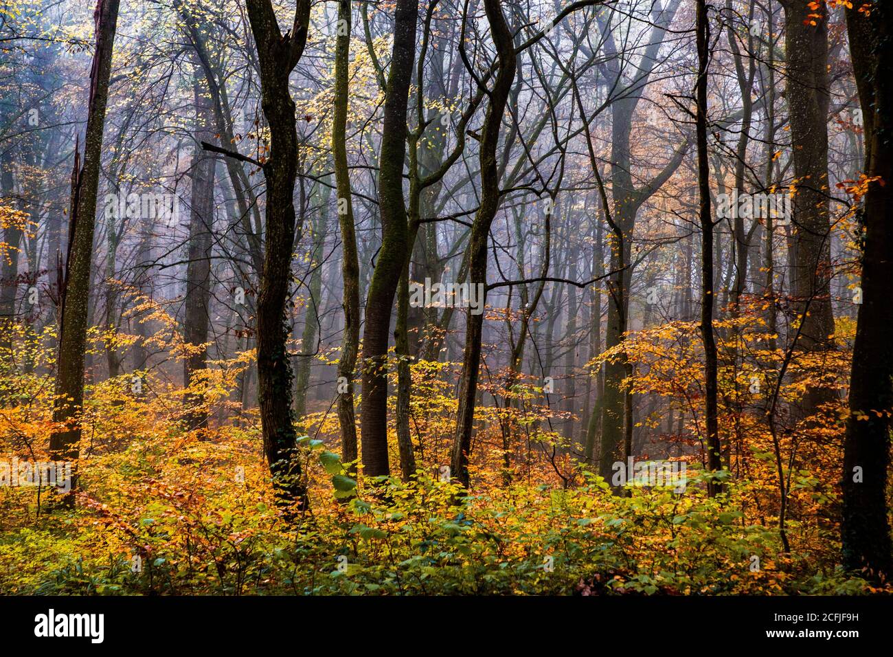 beautiful foggy forest in autumn Stock Photo - Alamy