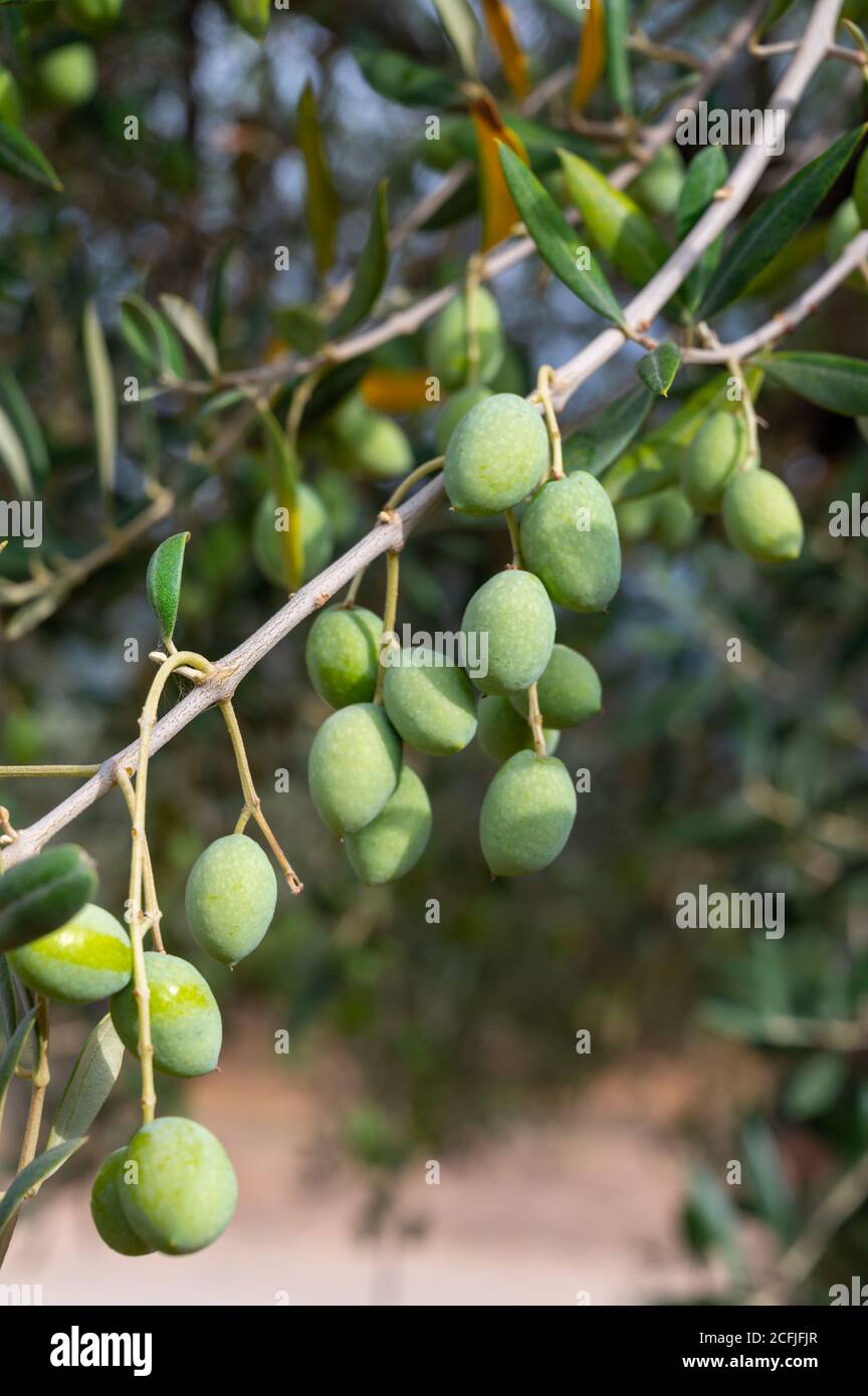 Many ripe green olives hanging on tree ready to harvest Stock Photo Alamy