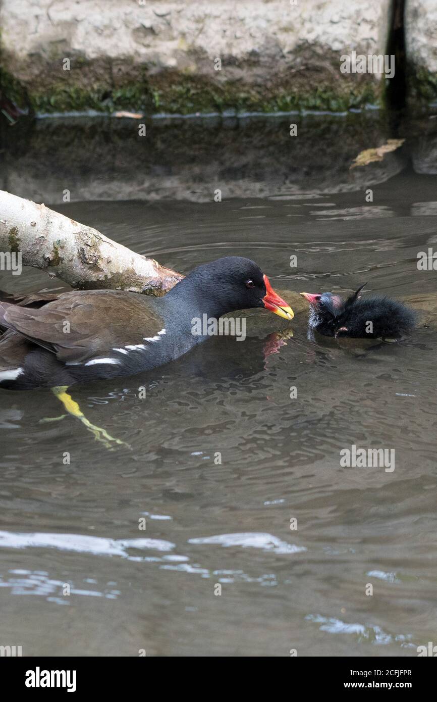 An adult Moorhen Gallinula chloropus feeding a chick on Trenance Boating Lake in Trenance Gardens in Newquay in Cornwall. Stock Photo