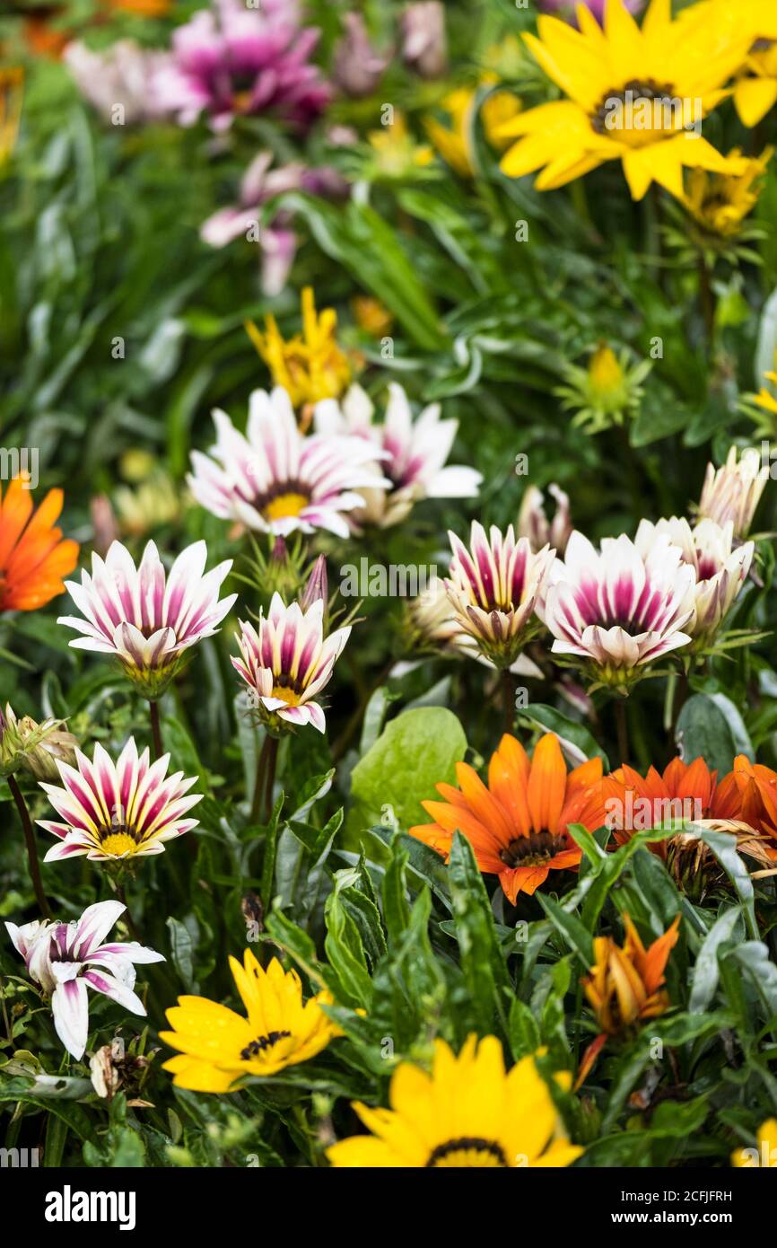Gazanias growing in a flower bed in a garden Stock Photo Alamy