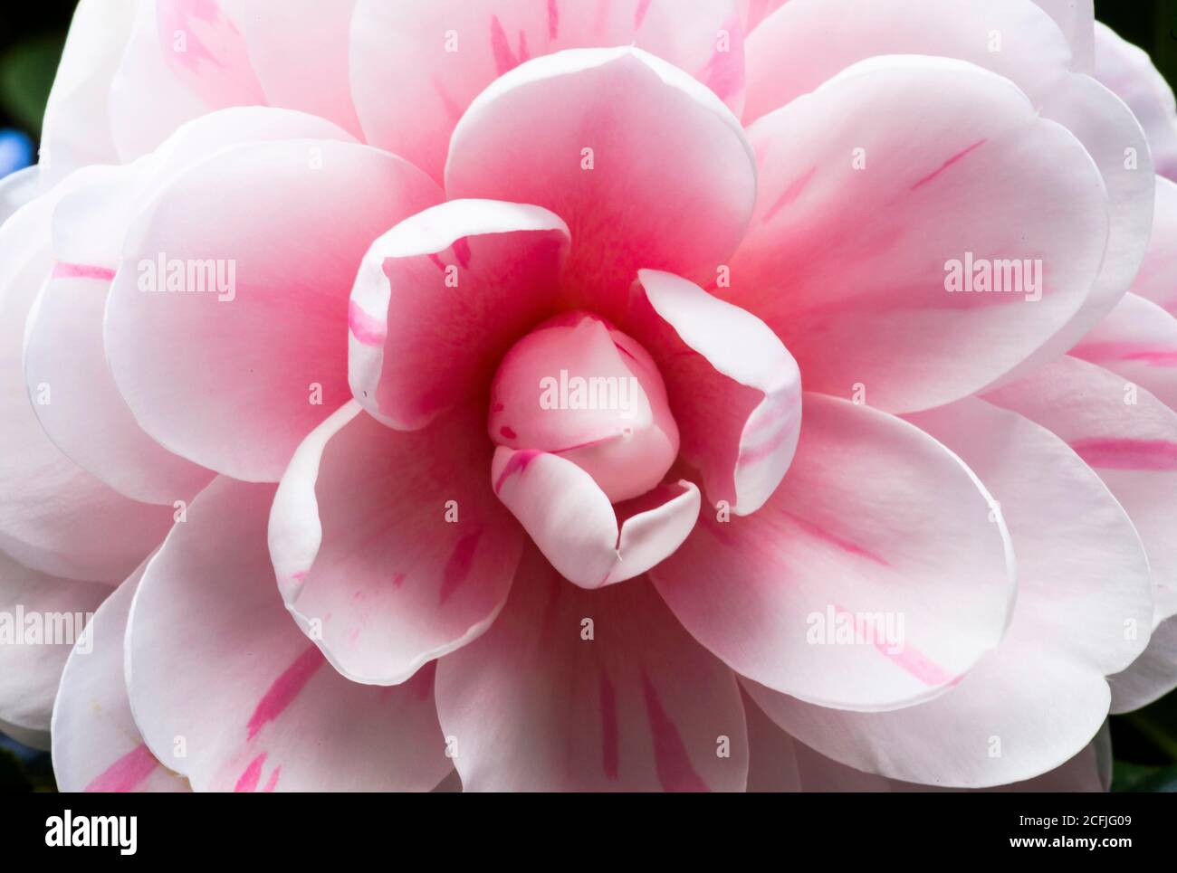 Pink with white Camellia flowers, beautiful pink with white flowers blooming in the garden in winter, Stock Photo