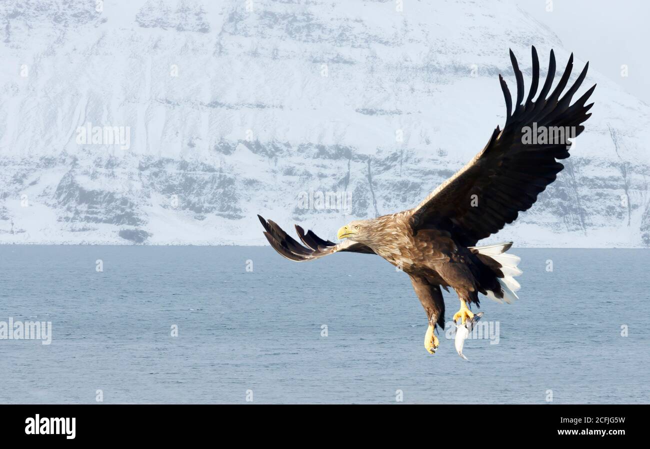 Close up of a White-tailed sea Eagle (Haliaeetus albicilla) in flight, winter in Norway. Stock Photo