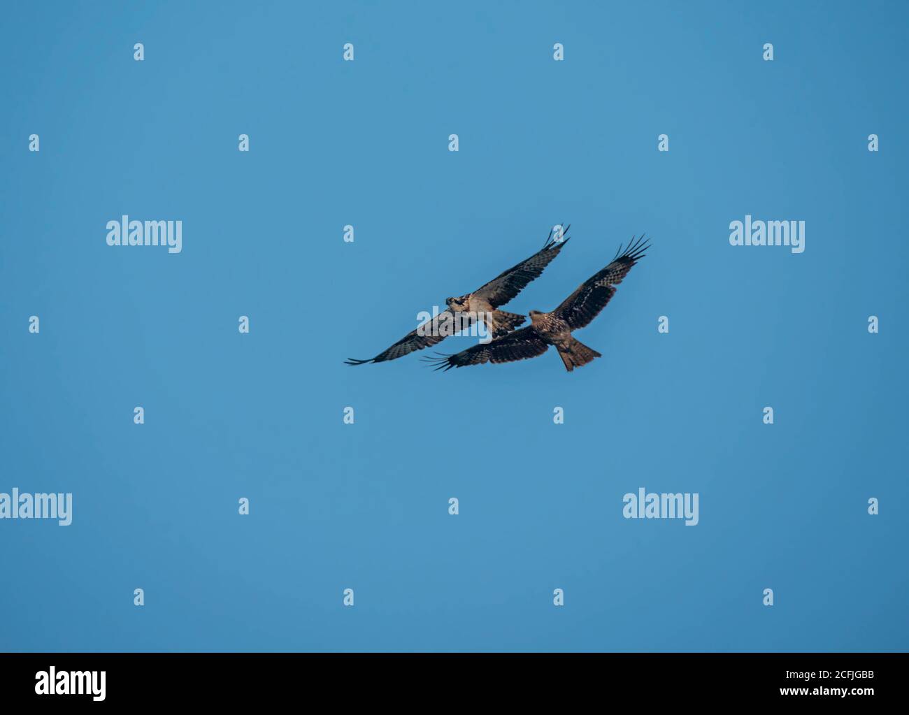 raptors in wildlife of Pakistan Stock Photo