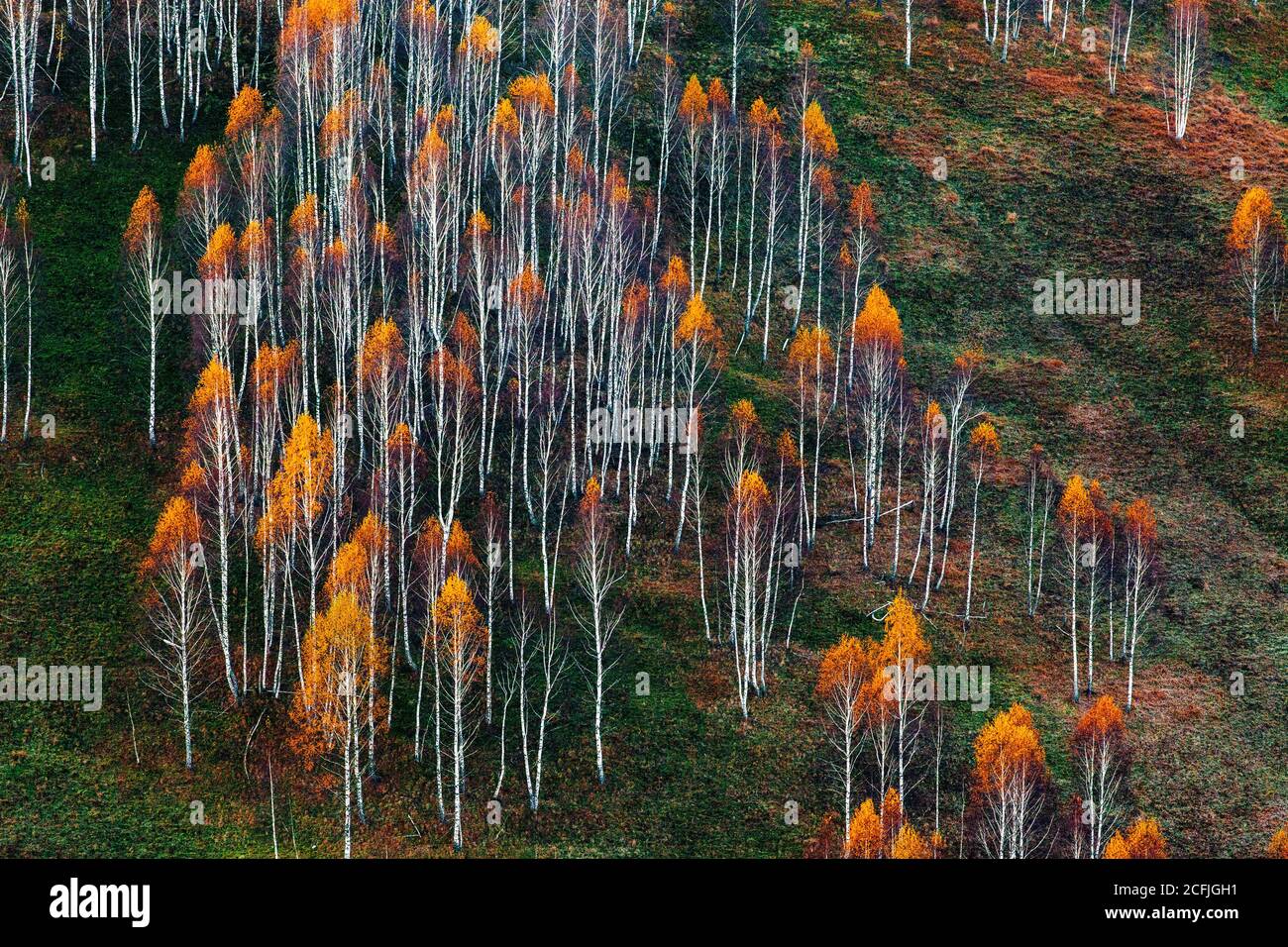 autumn background colorful trees in landscape Stock Photo - Alamy