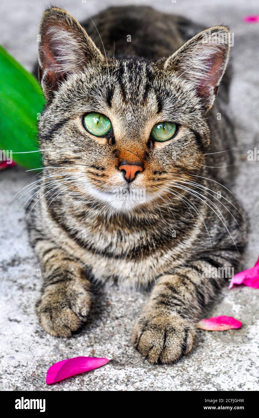 tabby cat with green eyes close up portrait Stock Photo - Alamy