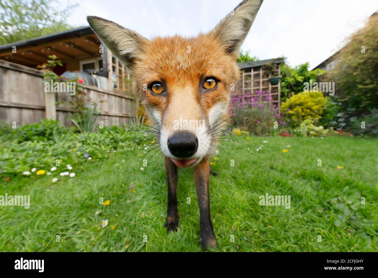 Portrait of a red fox (Vulpes vulpes) standing in the garden, United Kingdom. Stock Photo