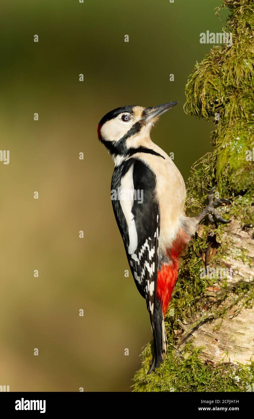 Close up of a Great spotted woodpecker (Dendrocopos major) perched on a mossy birch tree against clear background, UK. Stock Photo