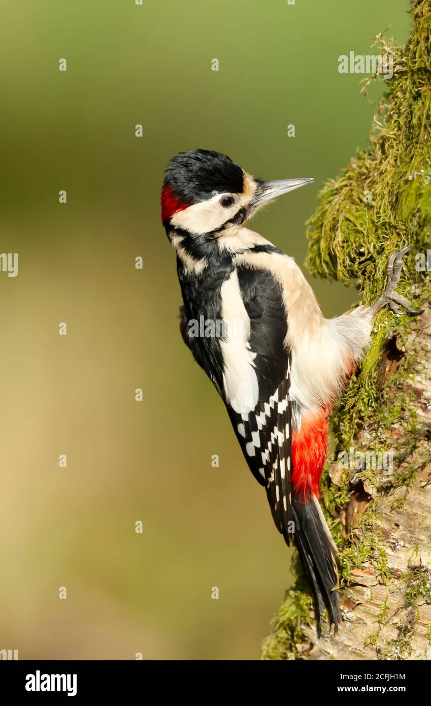 Close up of a Great spotted woodpecker (Dendrocopos major) perched on a mossy birch tree against clear background, UK. Stock Photo
