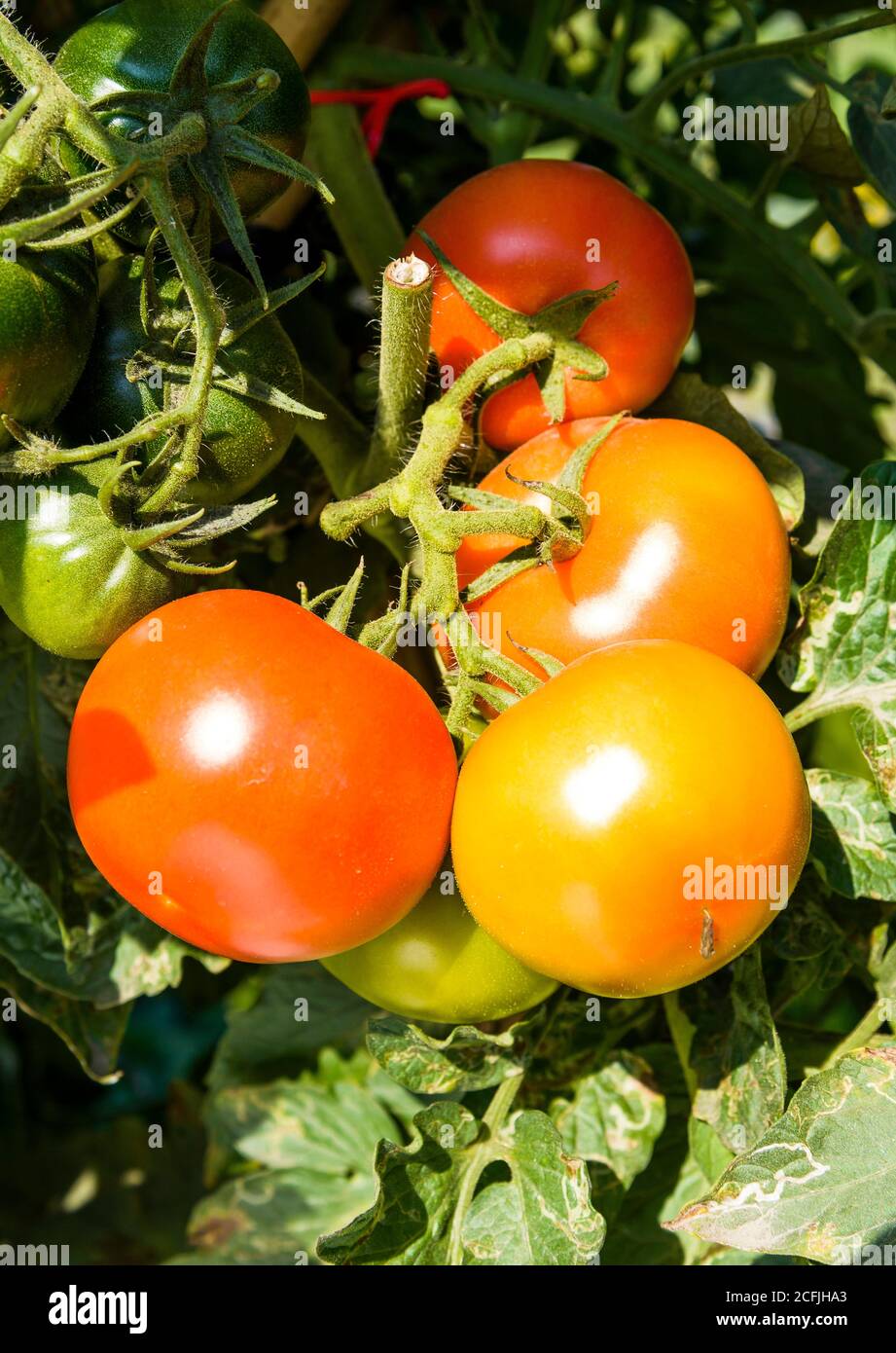 Branch of fresh tomatoes hanging on trees in the organic farm Stock ...