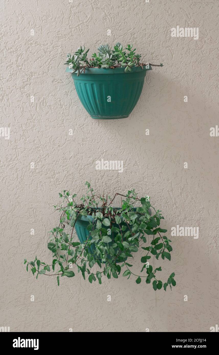Fresh spearmint vase in modern garden. Healthy lifestyle concept image. Stock Photo