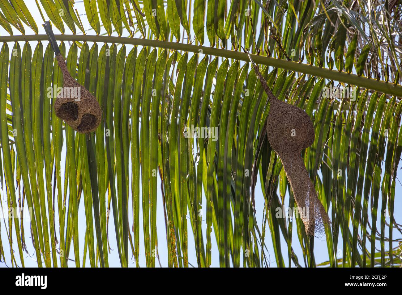 A birds nests hang under leaf of palm tree. The long pendulous nesting