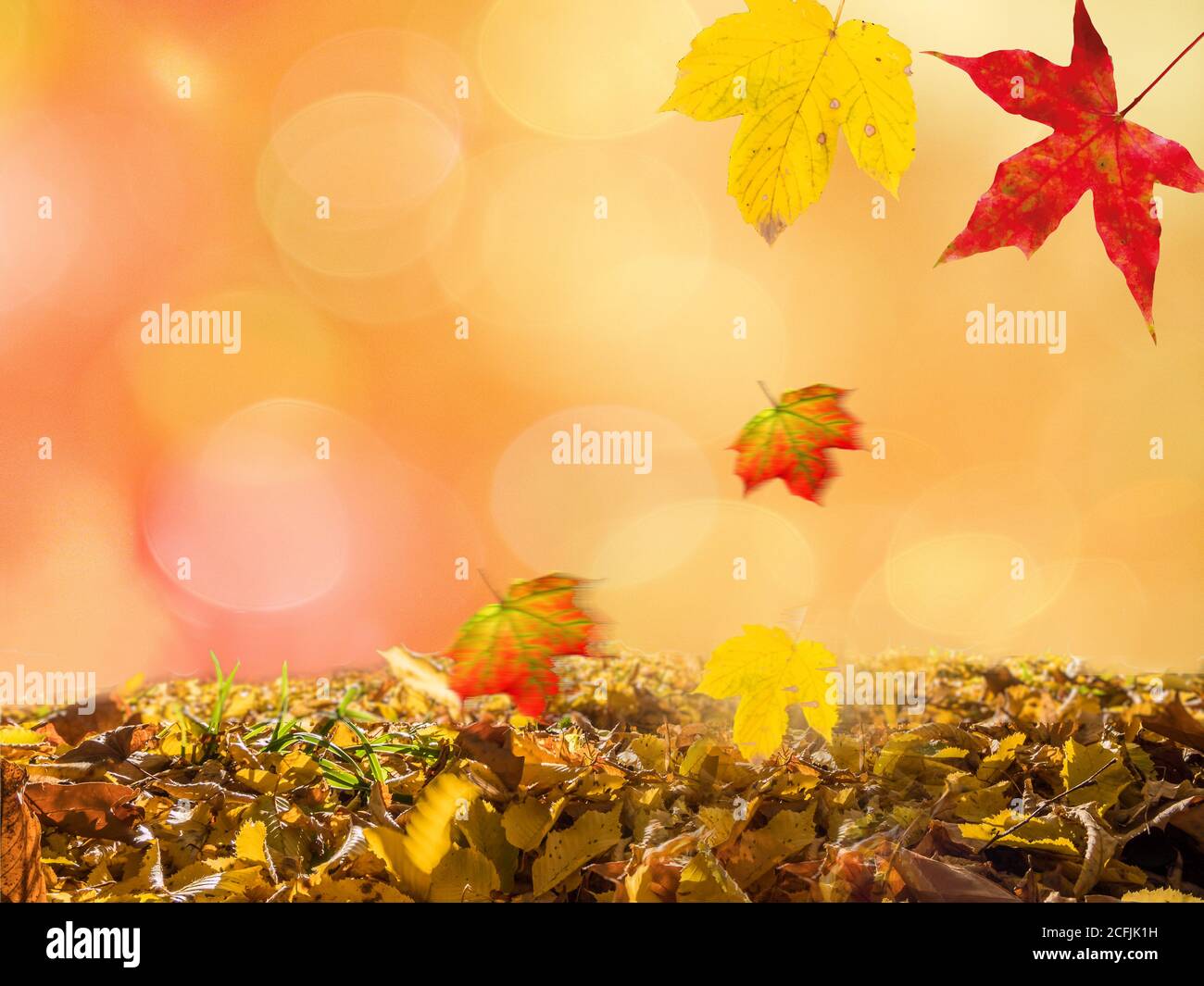 Falling color leaves hi-res stock photography and images - Alamy