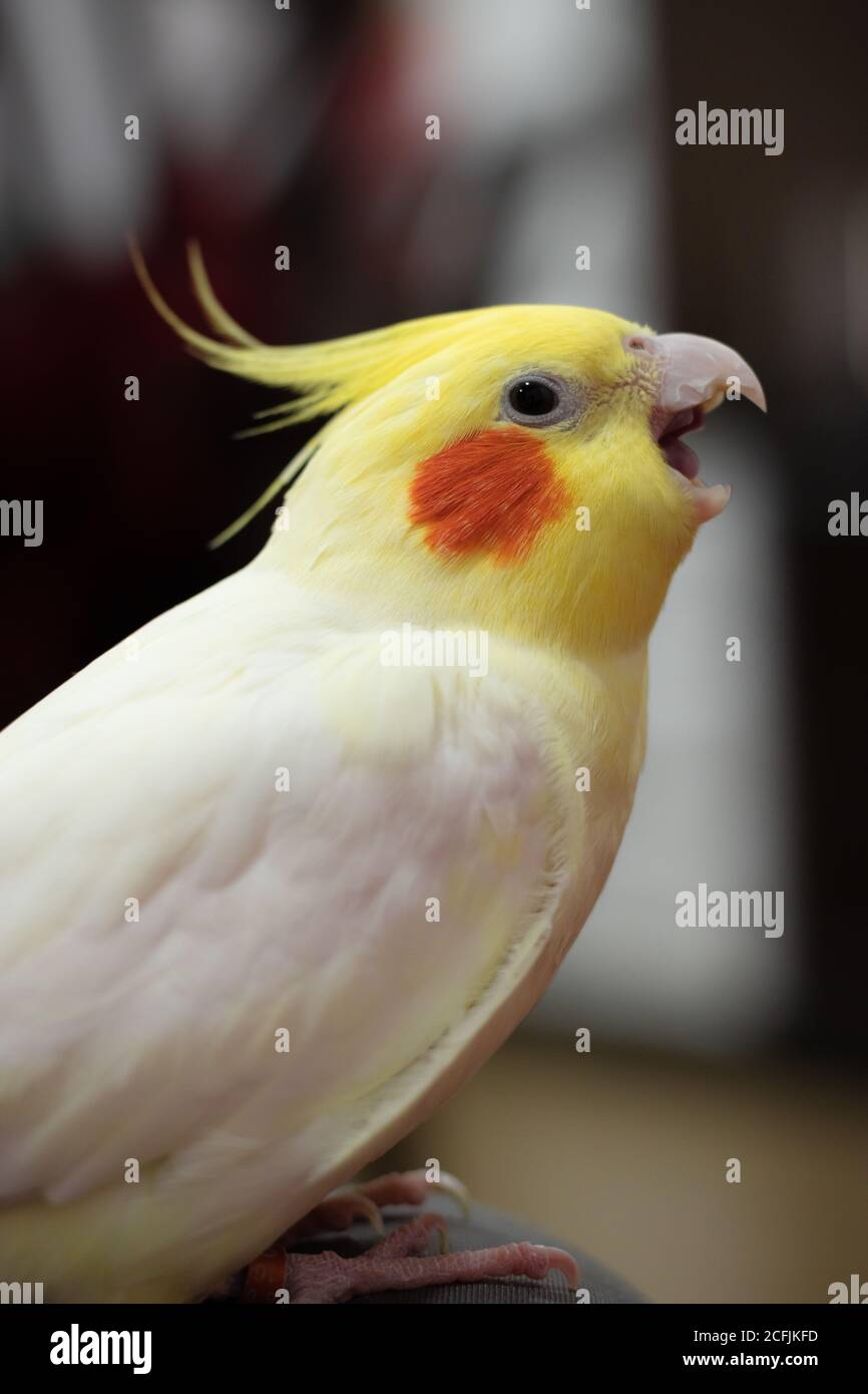 Cockatiel Baby High Resolution Stock Photography And Images Alamy